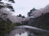 弘前公園の桜(62)