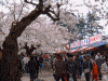 弘前公園の桜(63)