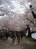 弘前公園の桜(66)