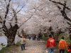 弘前公園の桜(69)