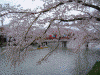 弘前公園の桜(70)