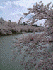弘前公園の桜(73)