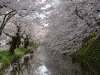 弘前公園の桜(75)