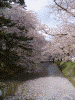 弘前公園の桜(76)