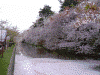弘前公園の桜(77)