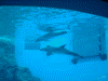イルカの水槽(1)