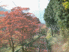 叡山ケーブルから見る紅葉(4)