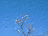 鬼石・桜山公園の冬桜(1)