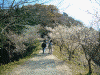 鬼石・桜山公園の冬桜(8)