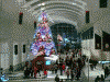 クイーンズスクエア ａｔ！３のクリスマスツリー(5)