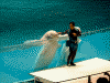 海の動物たちのショー(5)/シロイルカのショー