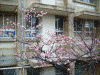 県立首里高校近くで咲いていた桜