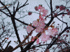 金城町の石畳にて咲いていた桜