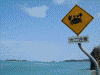 「カニ注意」の交通標識