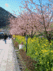 河津桜(7)/伊豆急行線横の通り,菜の花と共に