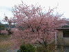 青野川沿いの桜(1)