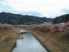青野川沿いの桜(2)