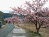 青野川沿いの桜(4)