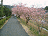 青野川沿いの桜(5)
