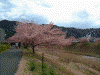 青野川沿いの桜(6)