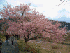 青野川沿いの桜(7)