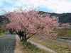 青野川沿いの桜(8)