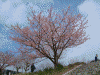 青野川沿いの桜(11)