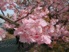 青野川沿いの桜(13)