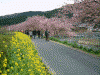 青野川沿いの桜と菜の花(1)