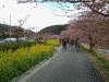青野川沿いの桜と菜の花(3)