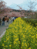 青野川沿いの桜と菜の花(4)