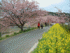 青野川沿いの桜と菜の花(5)