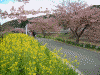 青野川沿いの桜と菜の花(6)