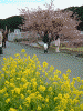 青野川沿いの桜と菜の花(7)