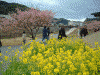 青野川沿いの桜と菜の花(8)