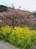青野川沿いの桜と菜の花(9)