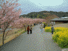 青野川沿いの桜と菜の花(10)