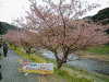 青野川沿いの桜(16)