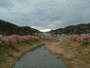 青野川沿いの桜(17)
