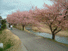 青野川沿いの桜(18)