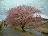 青野川沿いの桜(19)