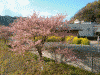 青野川沿いの桜と菜の花(11)