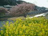 青野川沿いの桜と菜の花(12)