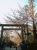 五條天神社の桜(1)