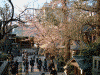 五條天神社の桜(3)
