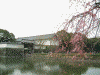 皇居・大手門の桜(2)