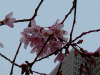 皇居・大手門の桜(4)