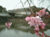皇居・大手門の桜(5)