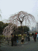 皇居・大手門の桜(6)