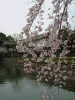 皇居・大手門の桜(7)